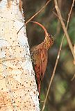 Red-billed Scythebill